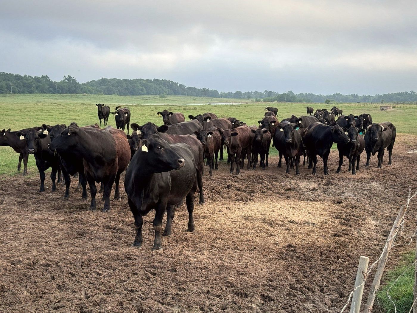 F1 Wagyu-Angus cattle at Outpost 76