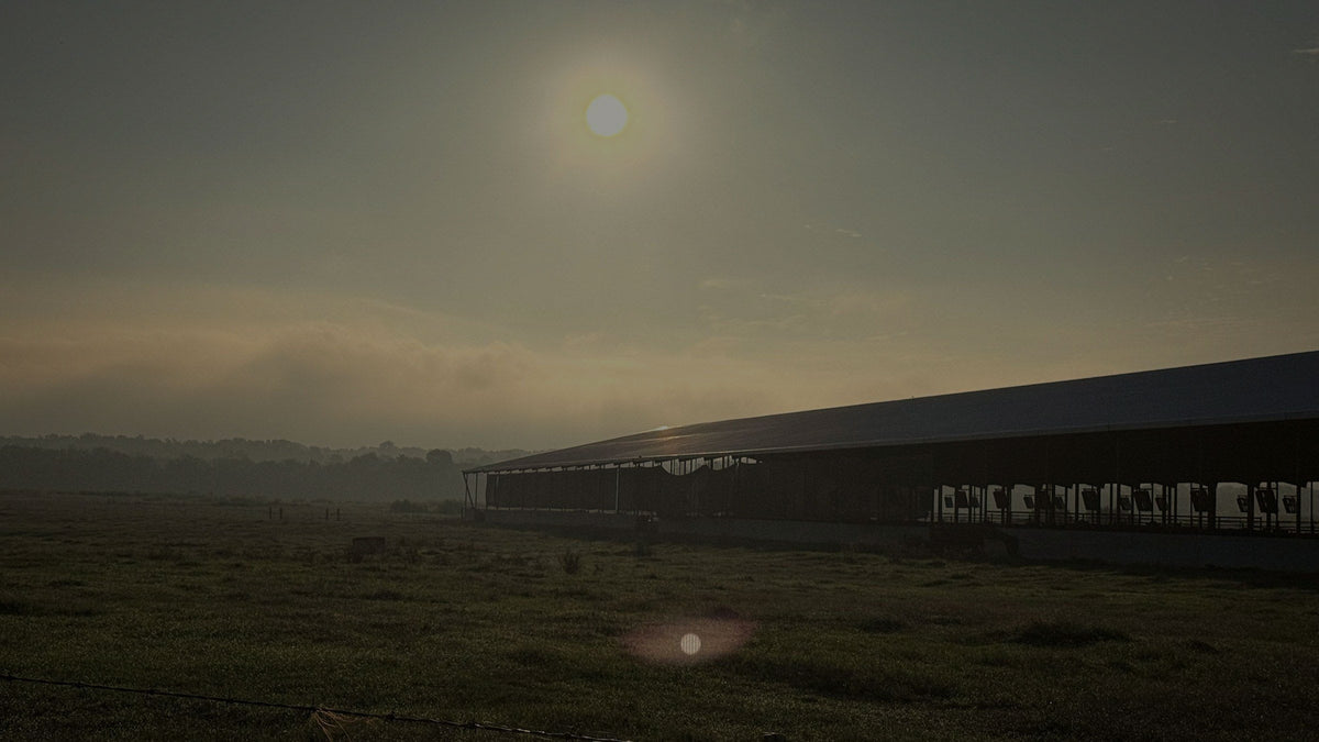 Sunrise over the finishing barns at Outpost 76 Ranch
